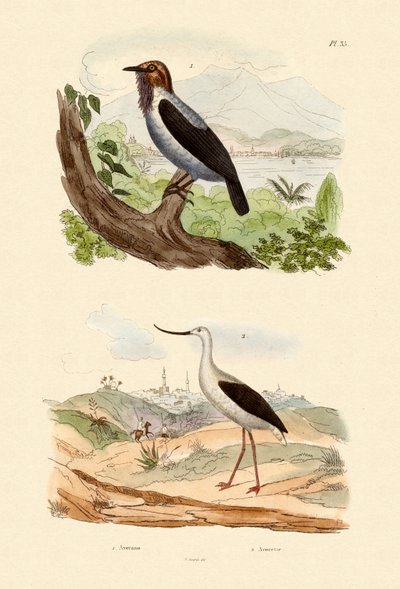 Bearded Bellbird, 1833-39 by French School